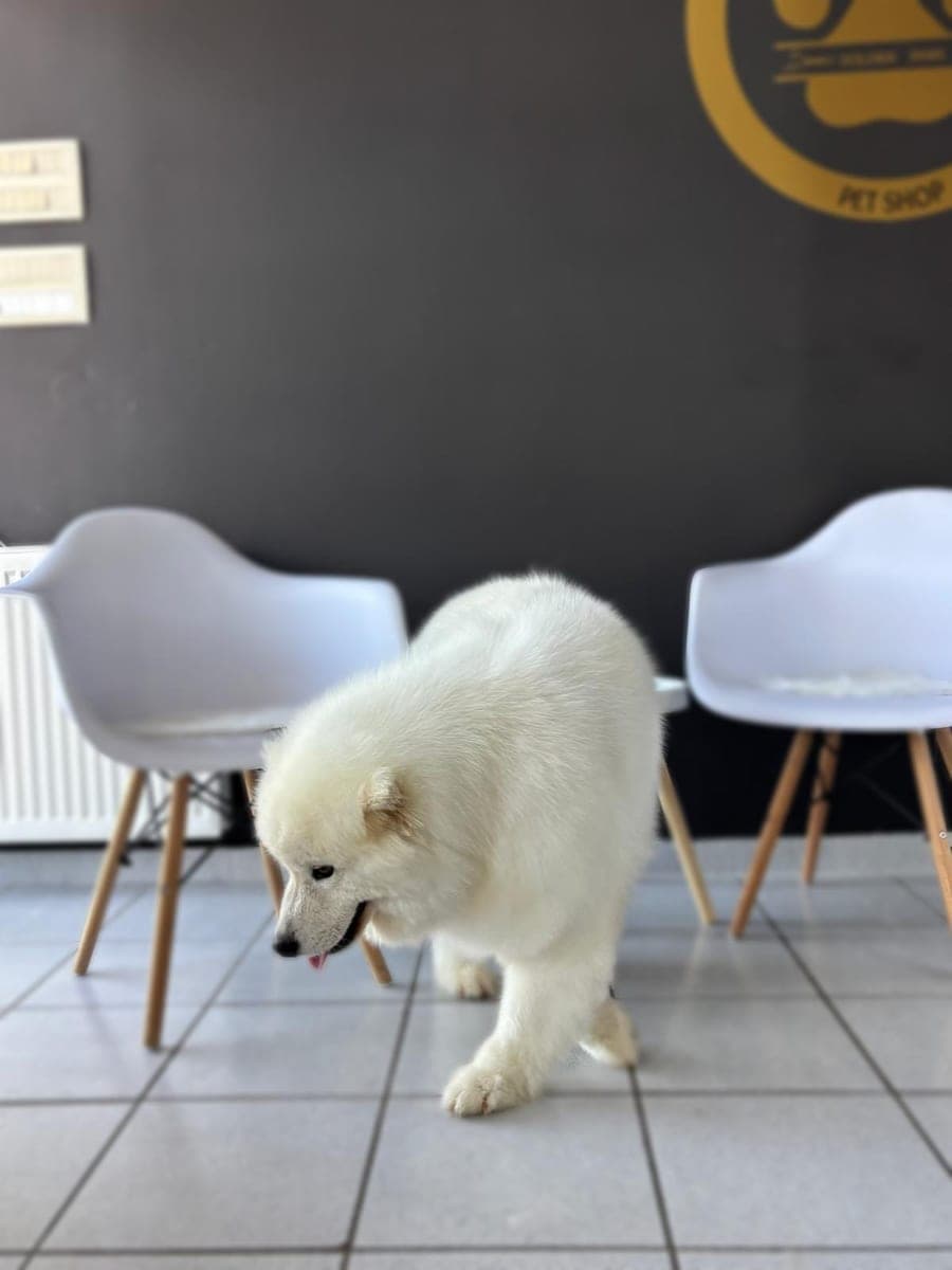 Posle – Samojed – Kupanje, sušenje i uklanjanje podlake