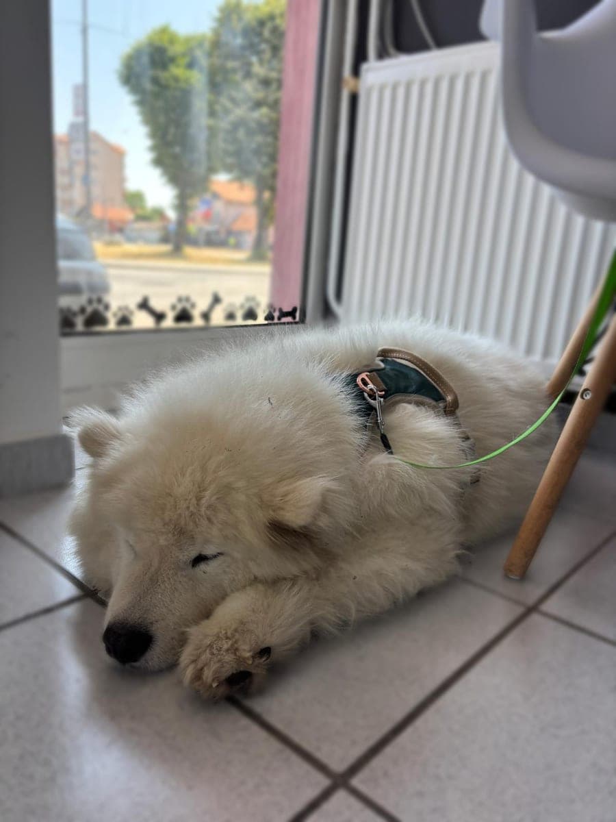 Pre – Samojed – Kupanje, sušenje i uklanjanje podlake