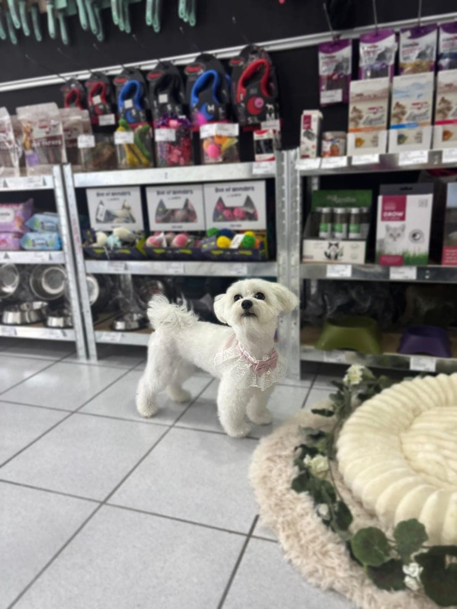 Malteser sa mašnom u pet shopu