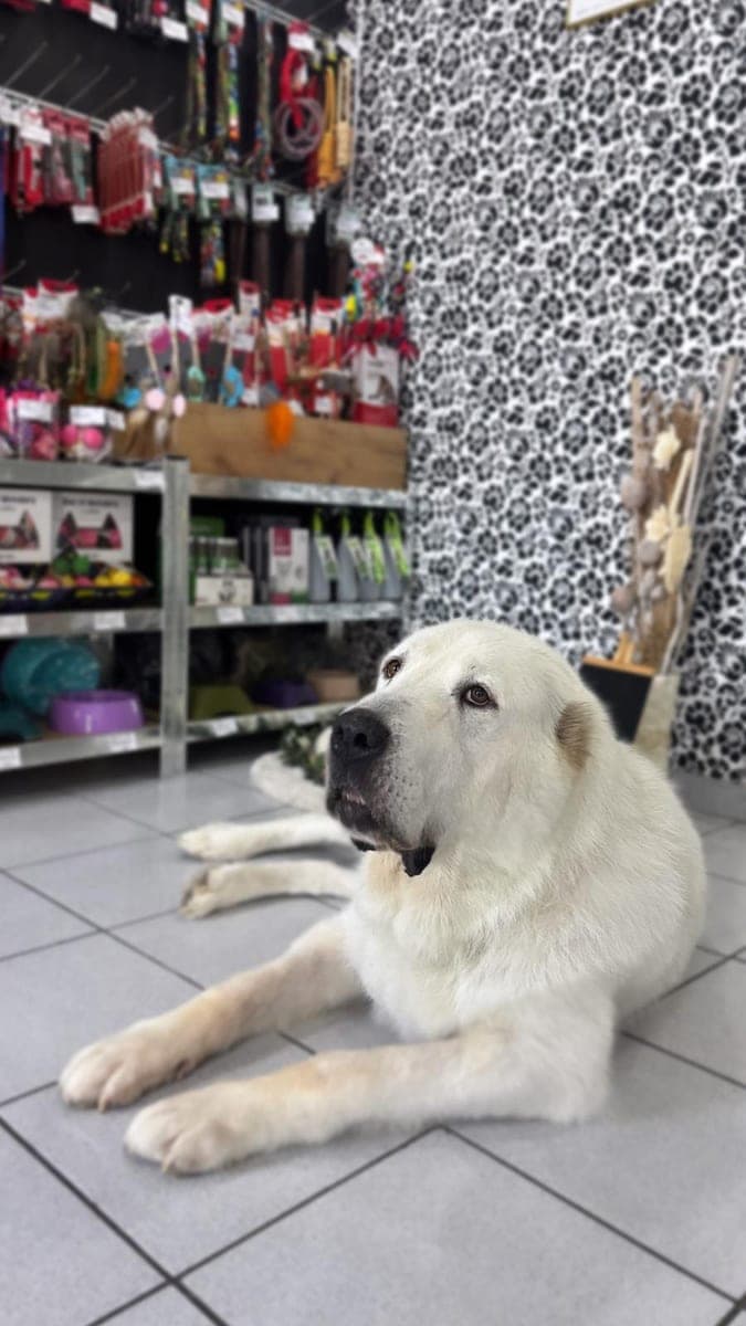Beli pas leži ispred polica pet shopa