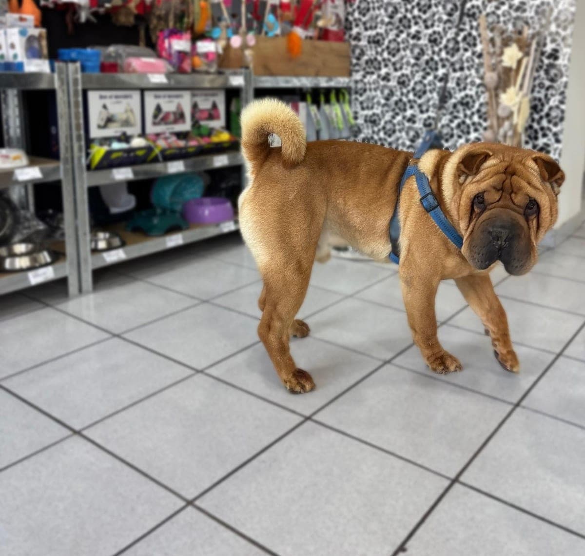 Šarpej u našem pet shopu